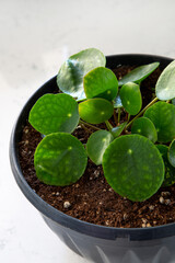 Houseplant Pilea peperomioides in a pot on a white background. Sunbeam. Chinese money plant. Indoor gardening, hobby concept