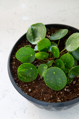 Houseplant Pilea peperomioides in a pot on a white background. Sunbeam. Chinese money plant. Indoor gardening, hobby concept