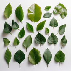 green leaves on white background, generative AI