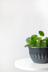 Houseplant Pilea peperomioides in a pot on a white background. Sunbeam. Chinese money plant. Indoor gardening, hobby concept