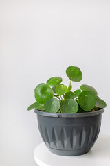 Houseplant Pilea peperomioides in a pot on a white background. Sunbeam. Chinese money plant. Indoor gardening, hobby concept