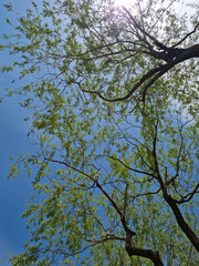 Tree branches and sky seen from low angle