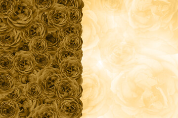 yellow roses stacked on blur yellow roses flower background, nature, fashion, gift, decor, copy space