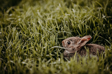 Cottontail rabbits are the leporid species in the genus Sylvilagus, found in the Americas.