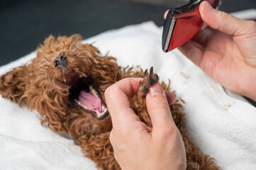Obraz premium A woman cuts the hair on the paws of a brown mini toy poodle with a trimmer. 