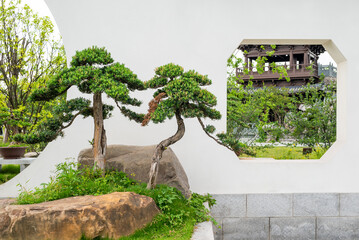 Bonsai trees against white wall in Yi Yuan Yuan Lin Bo Wu Guan Park, Chengdu, Sichuan province, China - 601242522
