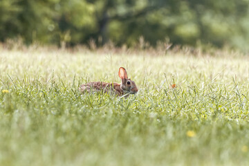 Eastern cottontail. Silvylagus floridanus