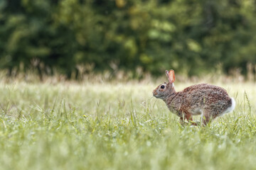 Eastern cottontail. Silvylagus floridanus
