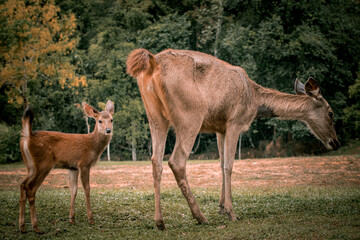 A baby sambar deer and its mother are standing in a field at Khao Yai National Park in Thailand.