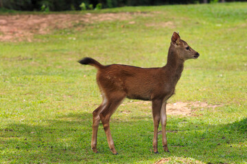 baby of sambar deer on green field at  khaoyai national park thailand
