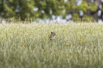 Fox squirrel. Sciurus niger