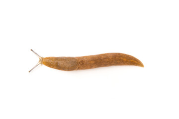 brown slug isolated on white background.