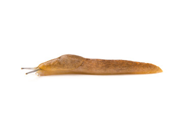 brown slug isolated on white background.