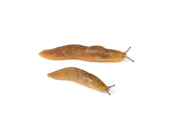 brown slugs isolated on white background.