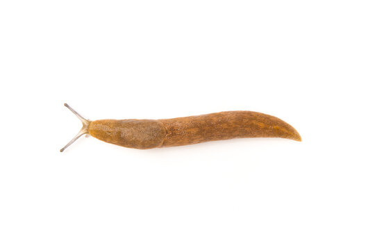 brown slug isolated on white background.