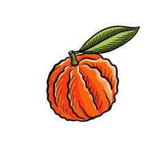 vector drawing bitter orange, citrus fruit isolated at white background, hand drawn illustration