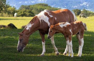 Fototapeta na wymiar Pinto horses, mare and foal on a summer morning in Costa Rica. Horse attentively cares for her foal in the presence of my camera. 