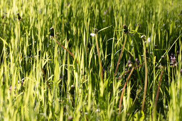 Dandelions in fresh spring grass. Bright green and yellow.