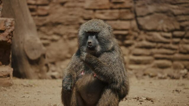 An Adorable Baboon Sitting And Eating - close up