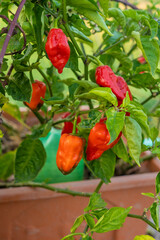 Obraz premium Naga Morich Extremely Hot Pepper 