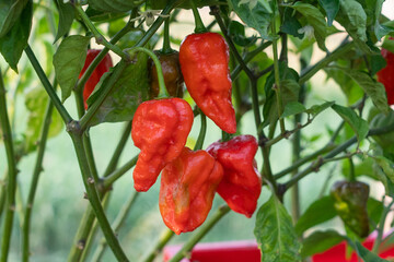 Naga Morich Extremely Hot Pepper
