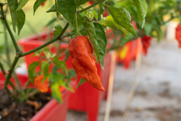 Naga Morich Extremely Hot Pepper
