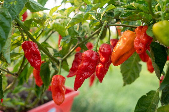 Naga Morich Extremely Hot Pepper
