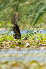 Snail Kite Standing in a marsh.