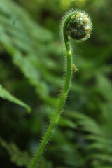 Hairy fern new leaf with spiral form