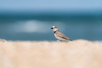 Sanderling standing on a beach. 