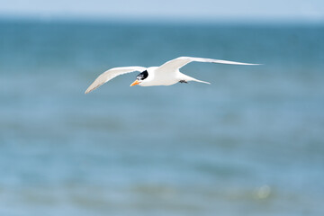 Fototapeta na wymiar Common Tern flying above the ocean. 