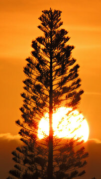 Beautiful sunset behind pine trees