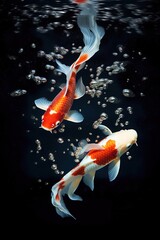Beautiful koi fishes in the aquarium, isolated on white or black background