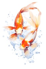 Beautiful koi fishes in the aquarium, isolated on white or black background
