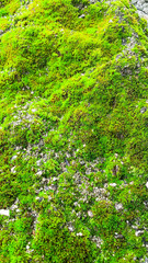 Fototapeta na wymiar green moss growing on a rock mound