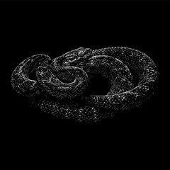 Cat-Eyed Snake hand drawing vector isolated on black background.