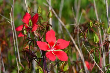 Scarlet Hibiscus - Hibiscus coccineus - blooming in wetlands of Green Cay Nature Center in Boynton Beach, Florida.