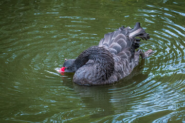 Fototapeta premium A graceful black swan with a red beak is swimming on a lake with dark green water. Cygnus atratus