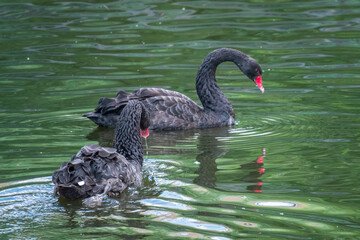 Two graceful black swans with a red beak is swimming on a lake with dark green water. Cygnus atratus