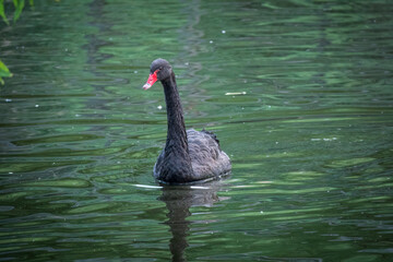Obraz premium A graceful black swan with a red beak is swimming on a lake with dark green water. Cygnus atratus