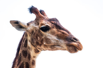 Close-up giraffe head isolated on white background