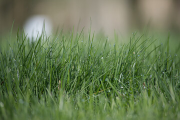 Morning dew drops or raindrops glisten on grass stem