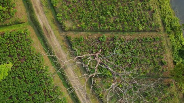Aerial view or drone view shot of assam tea garden.