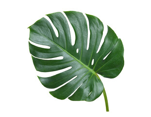 Natural Monstera leaf isolated on white background. Clipping path.
