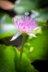 Obraz premium lotus flower in chiangmai thailand lighting for early morning