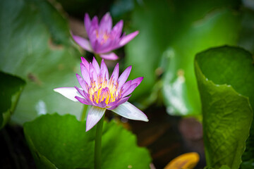 lotus flower in chiangmai thailand lighting for early morning