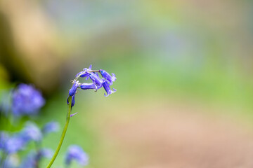 bluebells in the forest in spring time