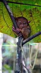 Portrait of Tarsier monkey (Tarsius Syrichta) in natural jungle environment at bohol Island on the philippines