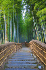 Bamboo Grove in adashino nenbutsu-ji  Arashiyama, Kyoto
