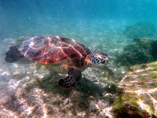 Fototapeta na wymiar sea turtle in the coast near waters at moalboal